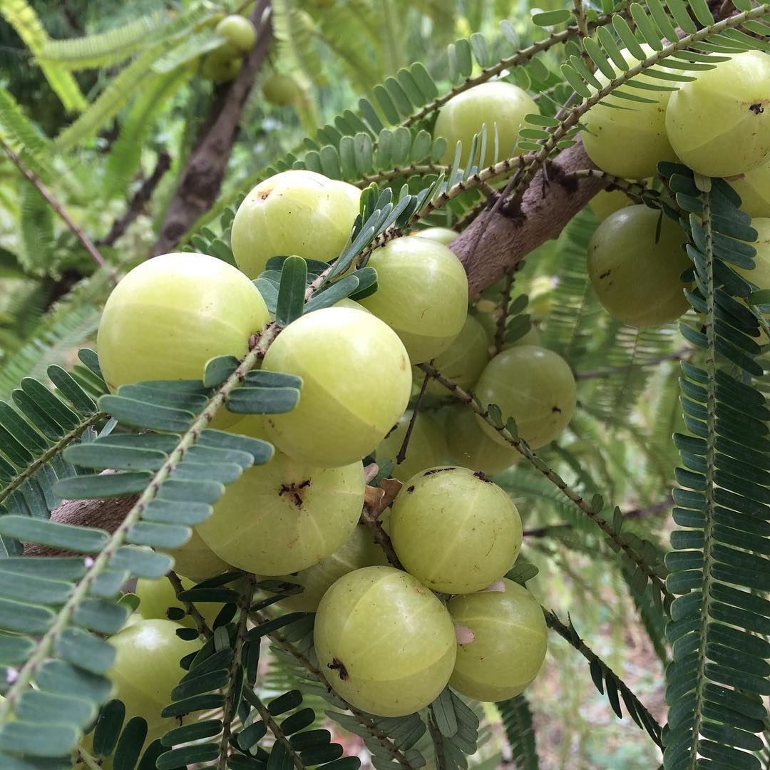 Amla