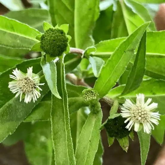 Bhringraj